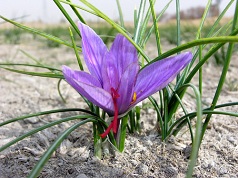 Safran taliouine marokko gewürz feinkost naturkost bio grosshandel import export